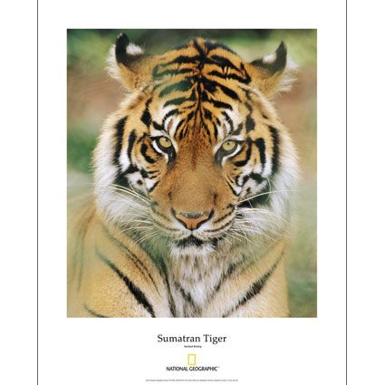 National Geographic Sumatran Tiger Poster 