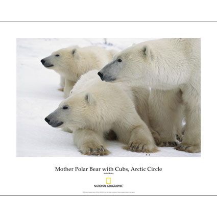 National Geographic Mother Polar Bear with Cubs Poster