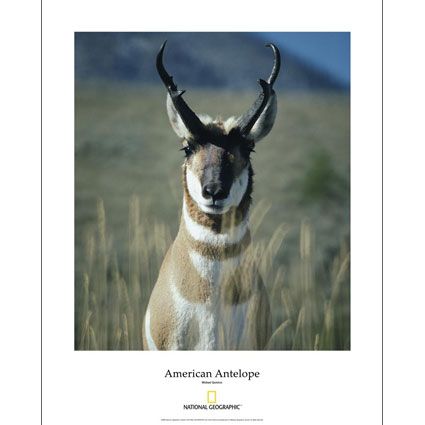 National Geographic Pronghorn Poster