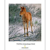 National Geographic Wild Pony of Assateague Island Poster