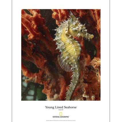 National Geographic Young Lined Seahorse Poster 