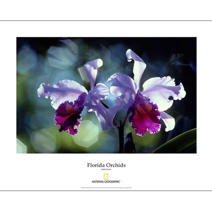 National Geographic Florida Orchid Poster 