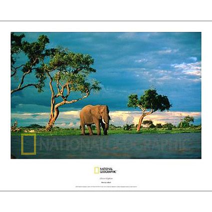 National Geographic African Elephant Poster 