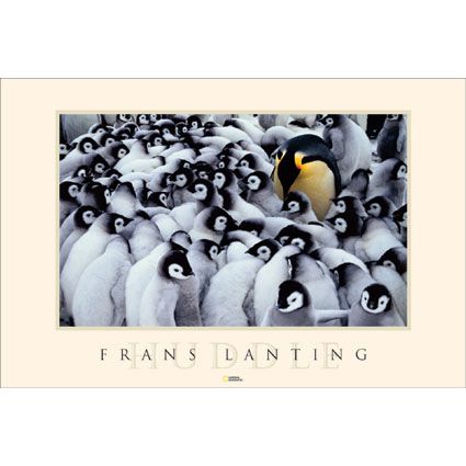 National Geographic Emperor Penguin Huddle Poster 