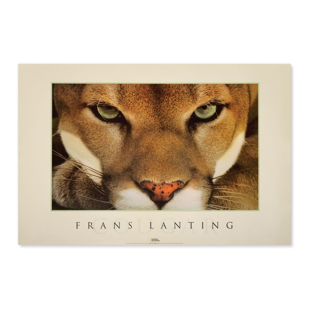 National Geographic Cougar Poster