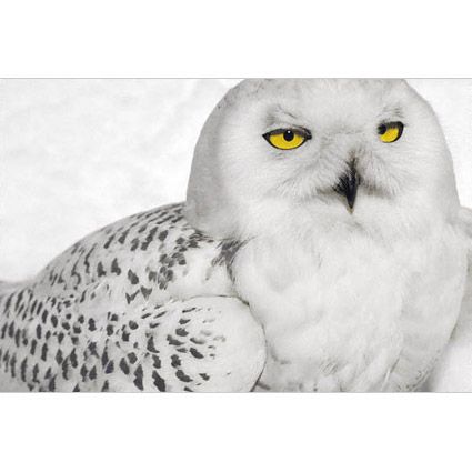 Snowy Owl Signed Print