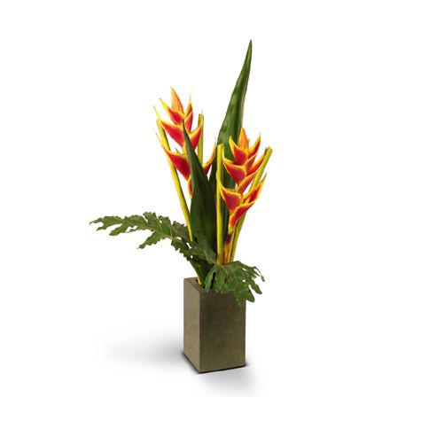Botanicals