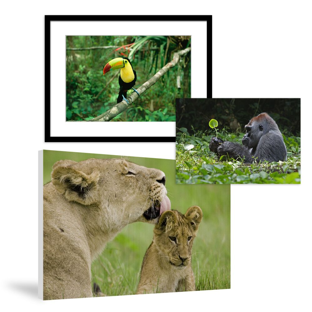 Animal Prints & Posters on National Geographic Art Store