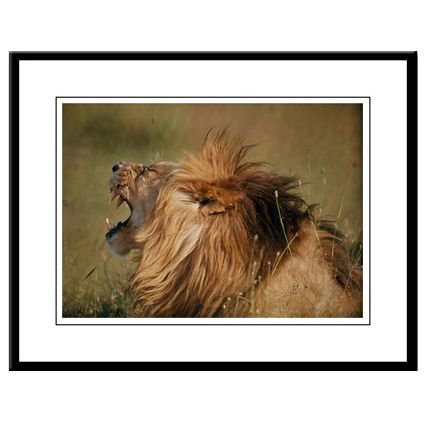 Big Cats Photographic Prints