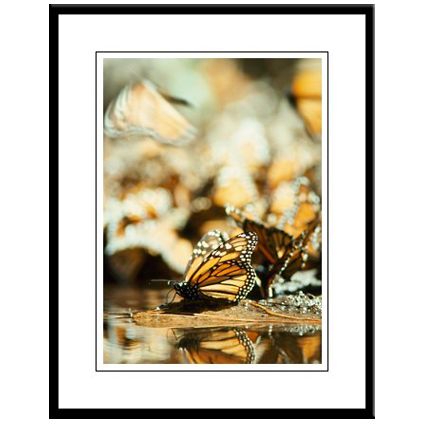 Great Migrations Photographic Prints
