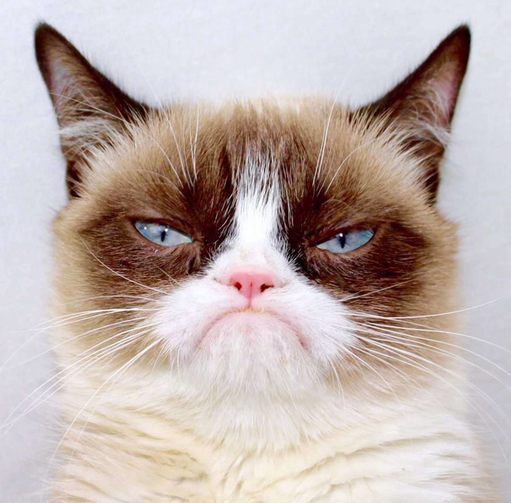 fluffy-grumpy-cat-we-know-how-to-do-it