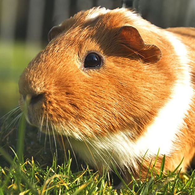 Petsmart guinea pig store price