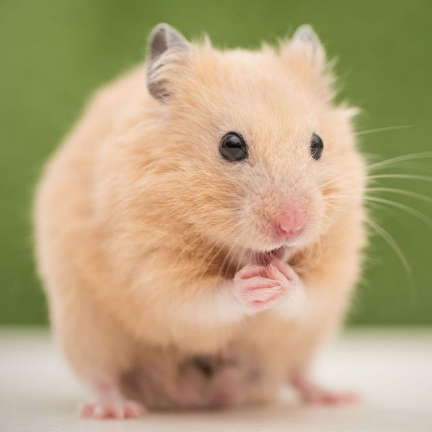 syrian dwarf hamster