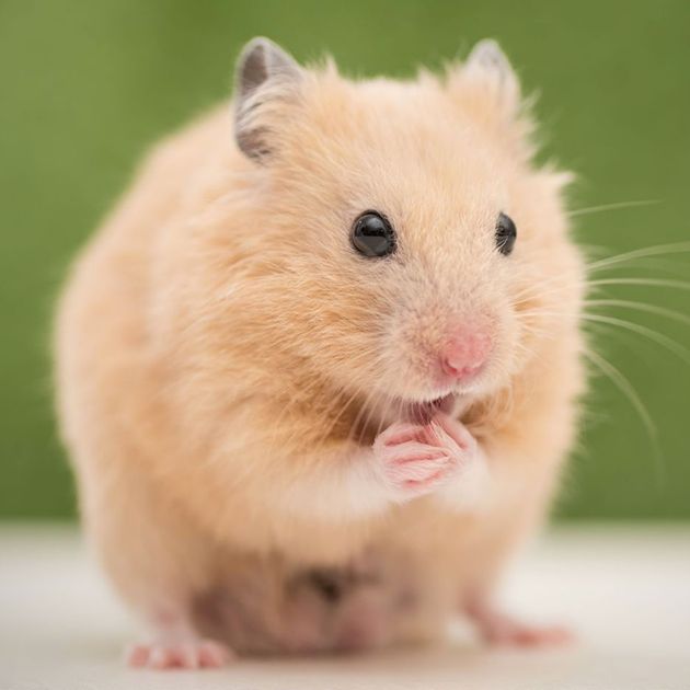 Cream Syrian Hamster » Pet Profile: Cage, Food, Lifespan