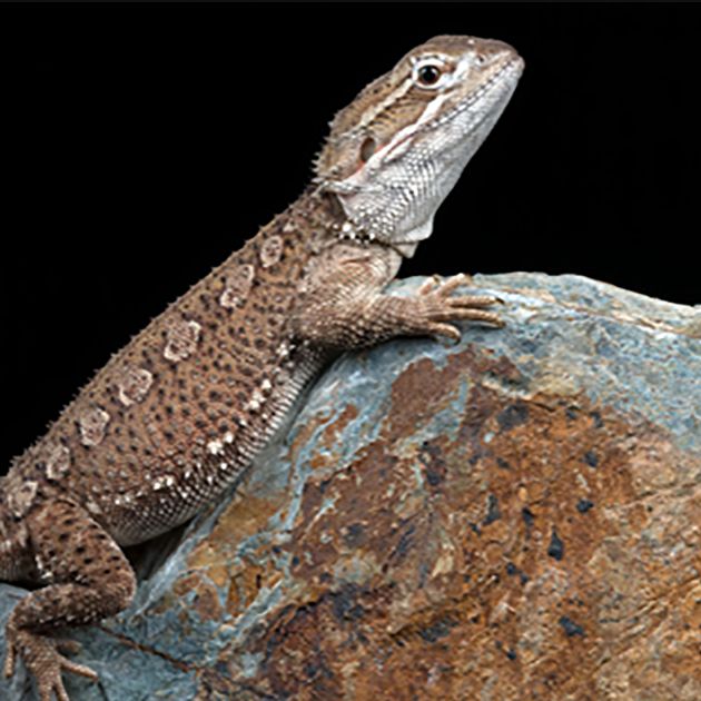 petsmart bearded dragon cage