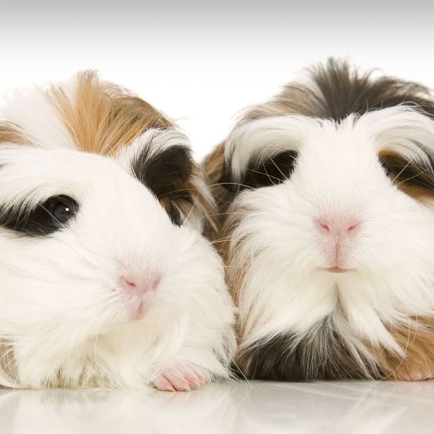 Reviewing The “New” PetSmart Guinea Pig Guide! 