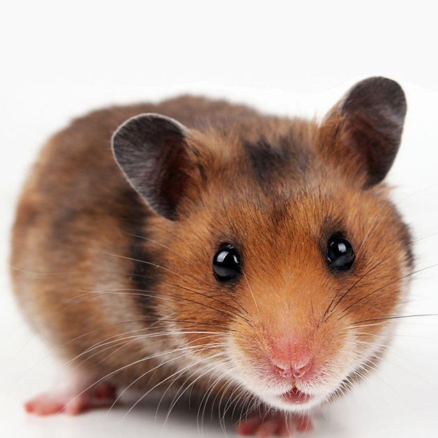 hamsters at petsmart