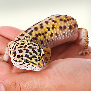 Leopard Gecko Shopping Checklist