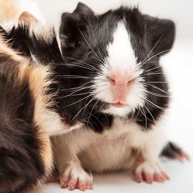 Guinea Pigs: Care, Facts & Information