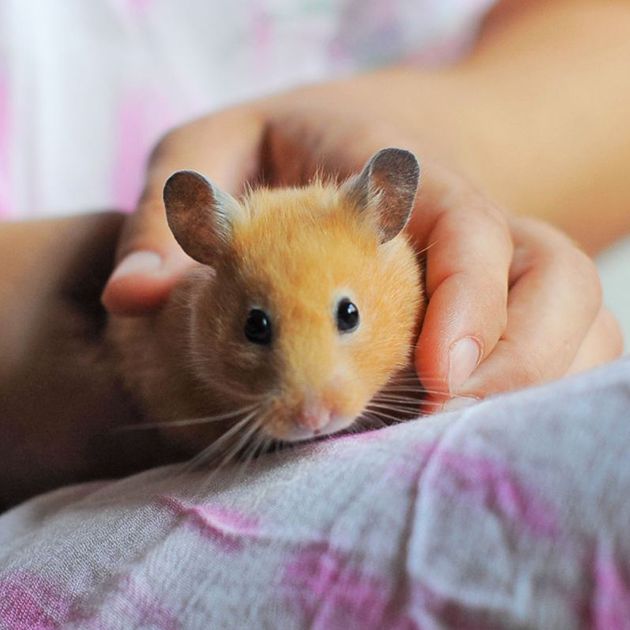 Teddy bear hamster shop for sale at petsmart