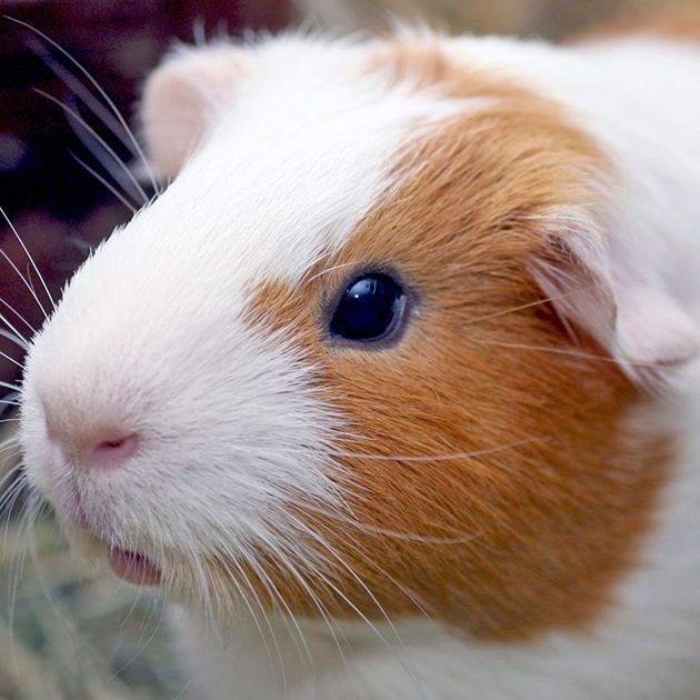 hamsters at petsmart