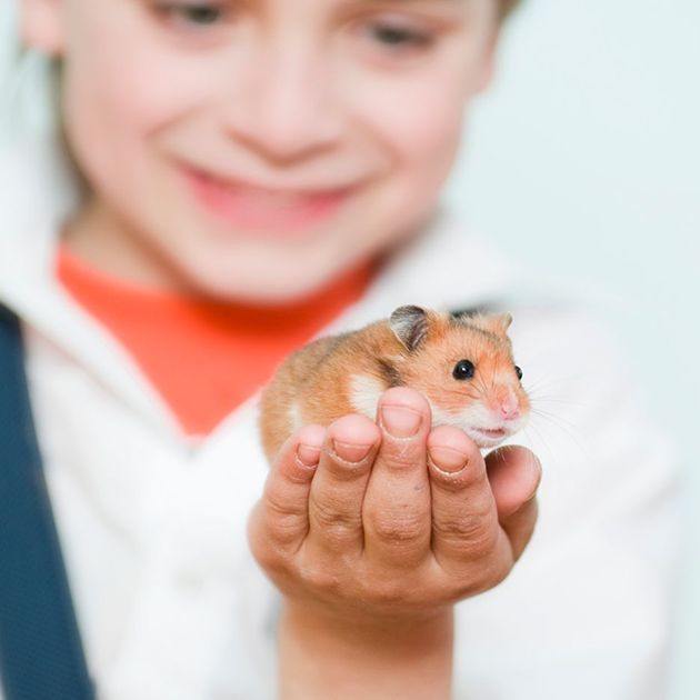 hamsters at petsmart