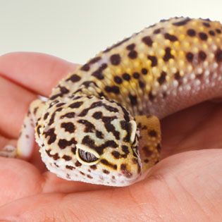 Leopard Gecko Supplies & Tank Accessories | PetSmart