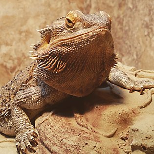Your bearded dragon’s home