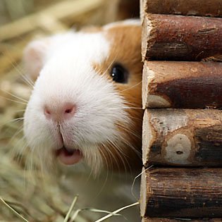 Keeping your Guinea pig happy