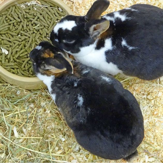 Pet shop bunny petsmart