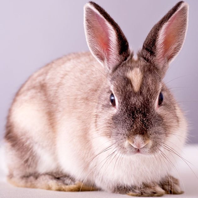 Rabbit prices cheap at petsmart