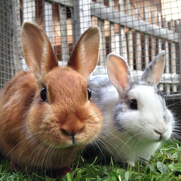 Bunnies for sale petsmart sale