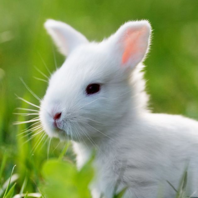 Petsmart shop sell rabbits