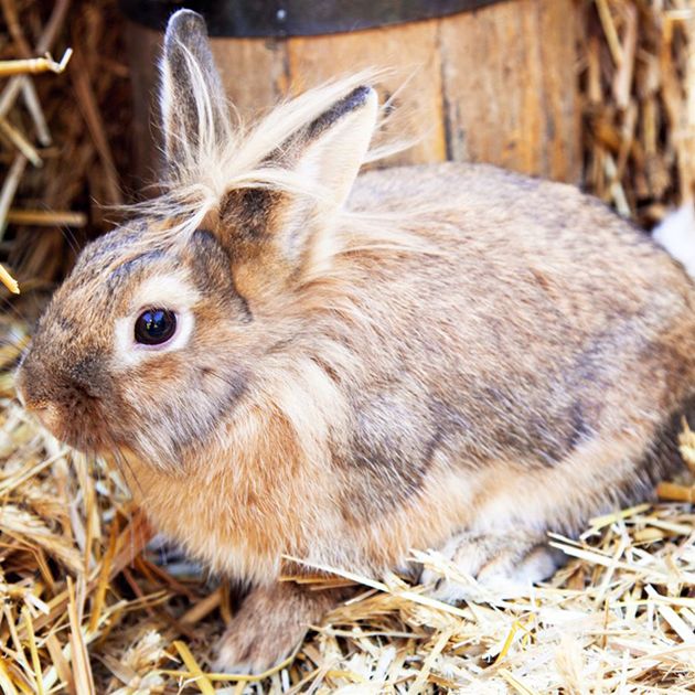 Bunny sales leash petsmart