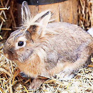 A brown rabbit sitting in hay