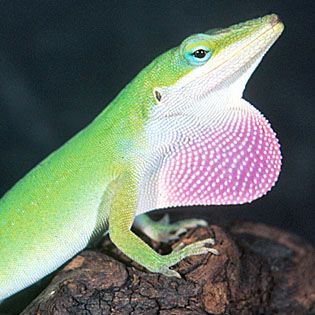 Cool Reptiles: 7 Best Pet Lizards 