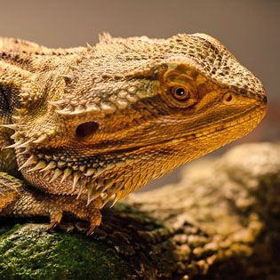 types of house pet lizards