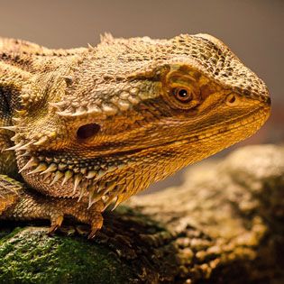 Bearded dragon