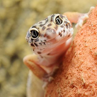 Leopard gecko