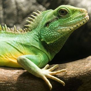 reptiles you can own