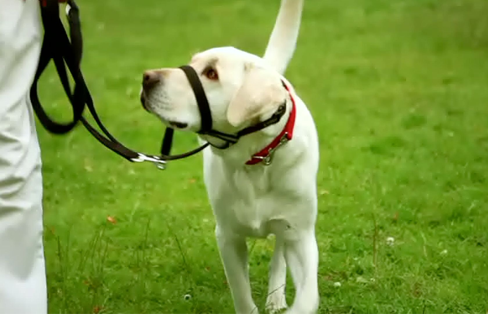 Dog Supplies Dog Products & Accessories PetSmart