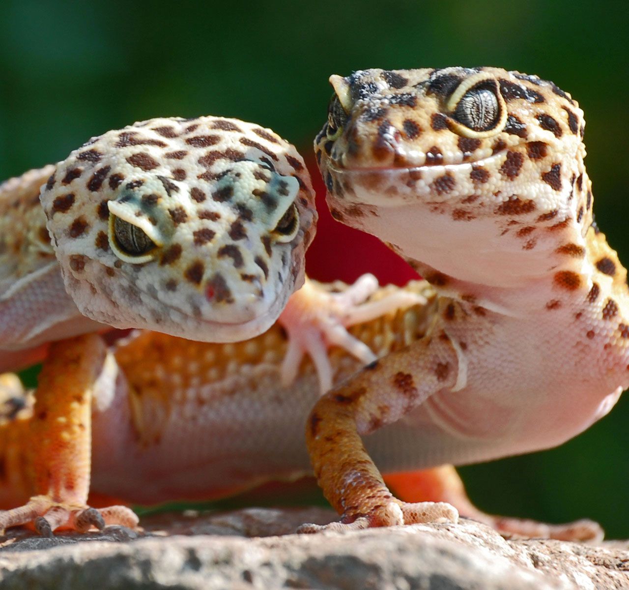 Leopard Gecko Care Guide: Tips for Caring for Your Pet Leopard Gecko