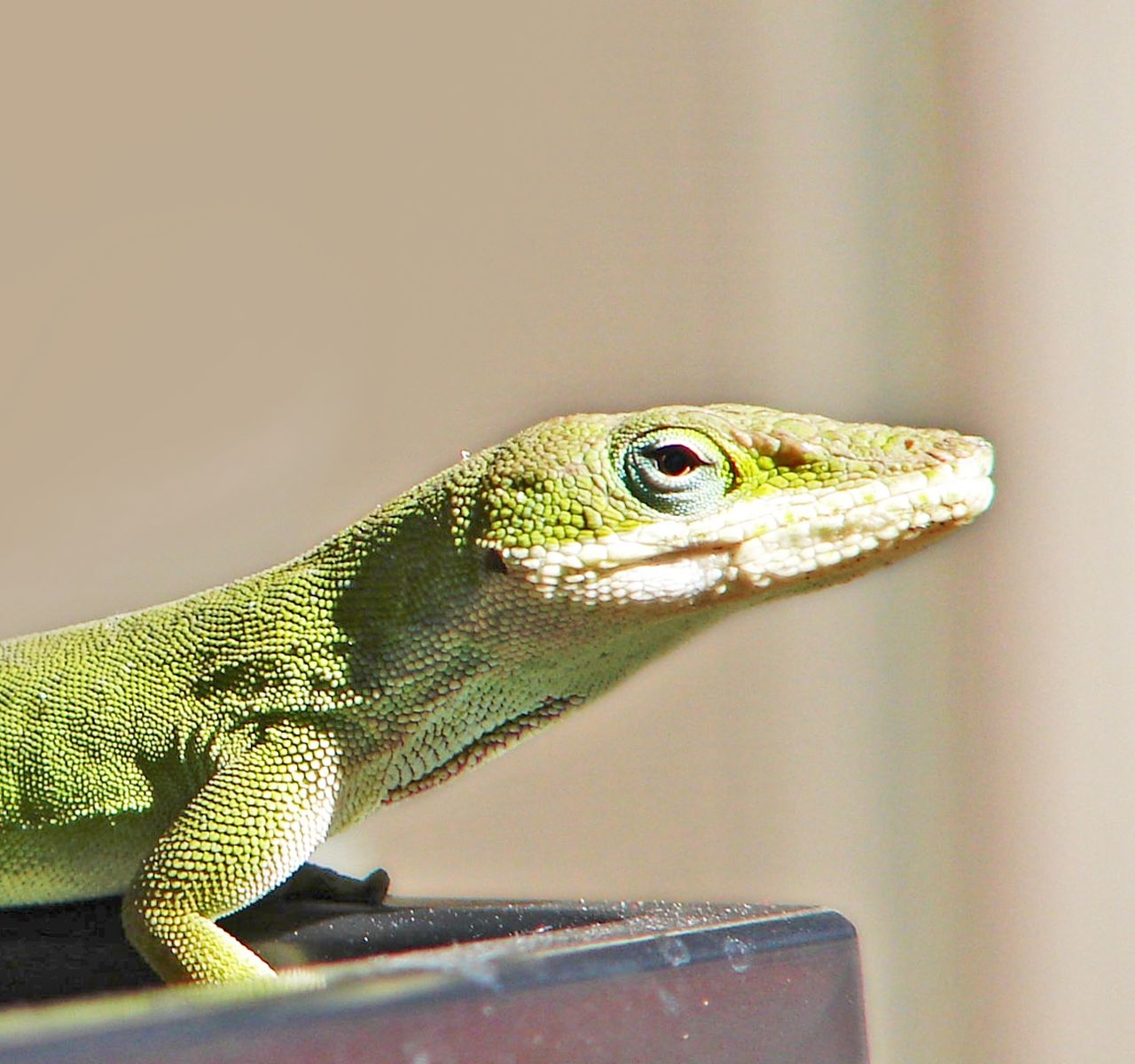 Anole Care Guide: How to Take Care of an Anole