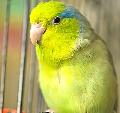 A Set-up guide for Your New Pet Parrotlet