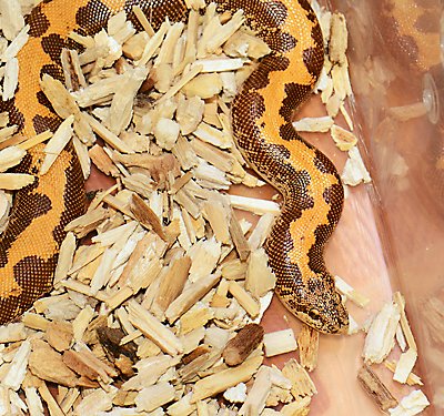 A Set-up Guide for New Sand Boa or Rosy Boa Pets