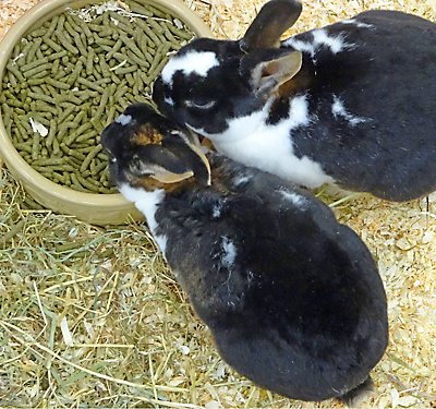 All About: Rabbit Food Pellets