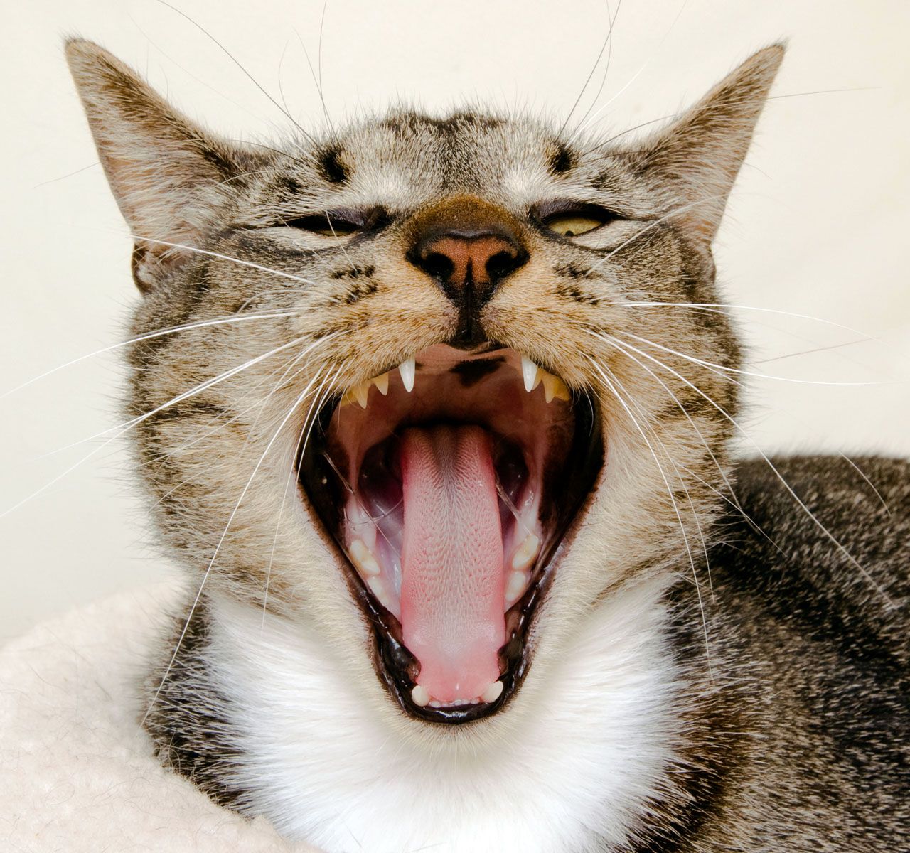 5 Tips for Healthy Cat Teeth