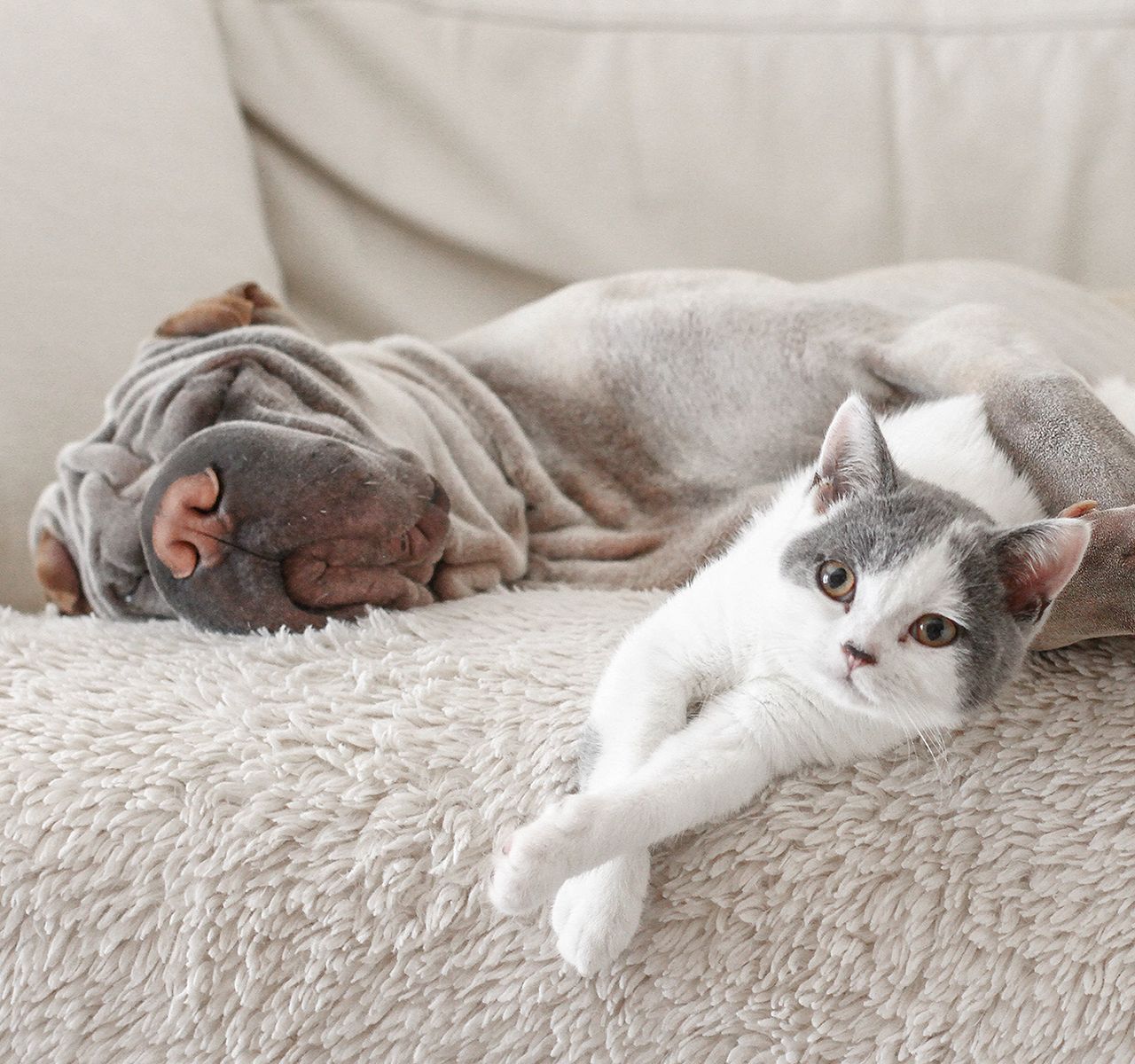 Flea and Tick Products for Dogs and Cats