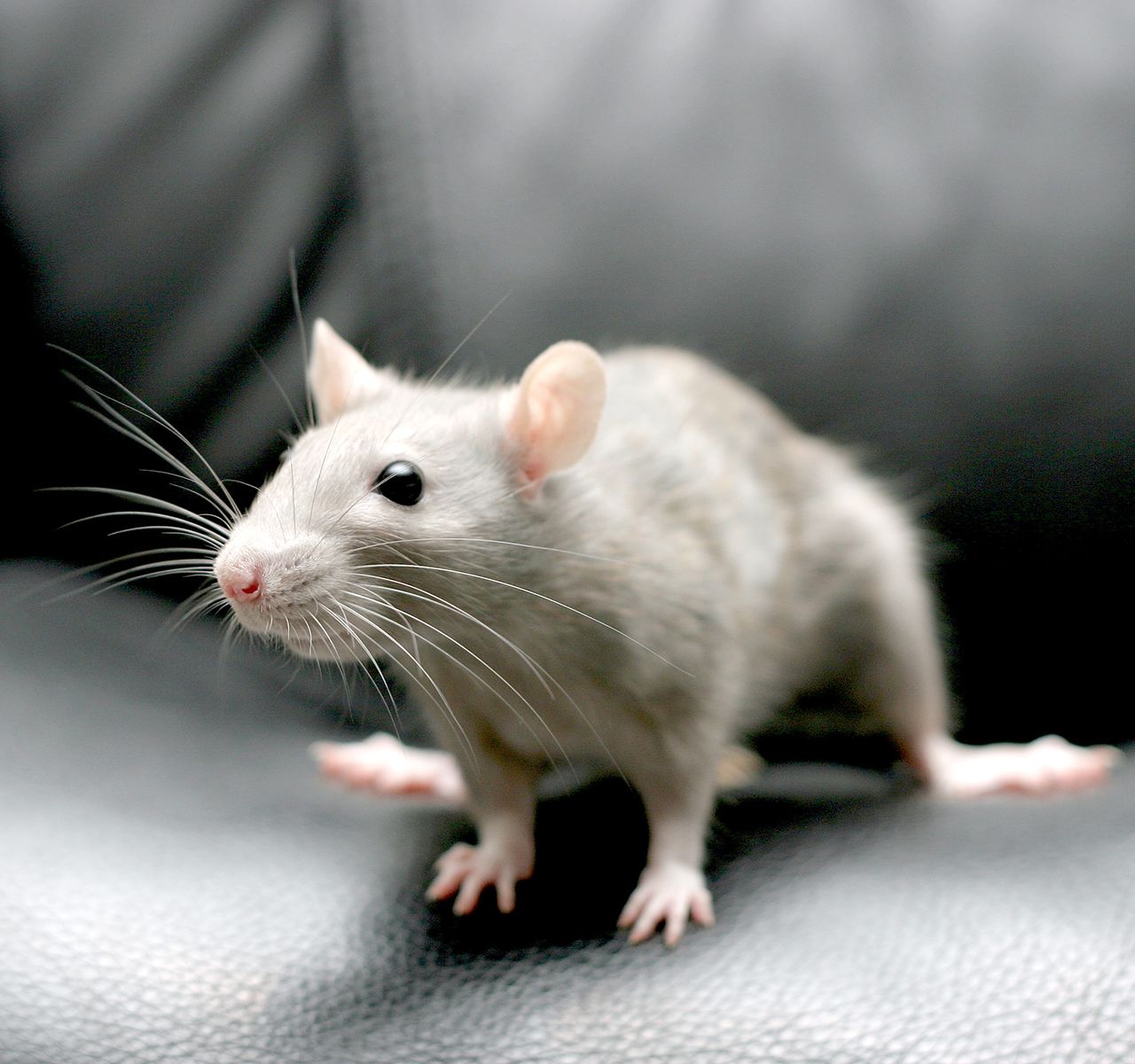 Fancy Rat Care Guide