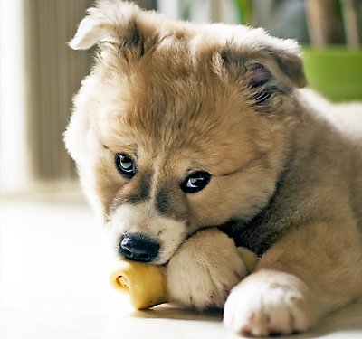Get Through Your Puppy's Teething Phase